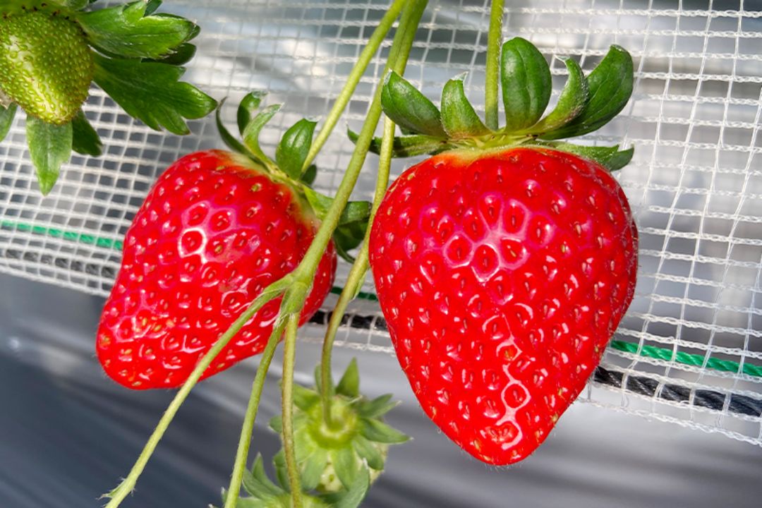 贈答用 赤いちご12粒～15粒