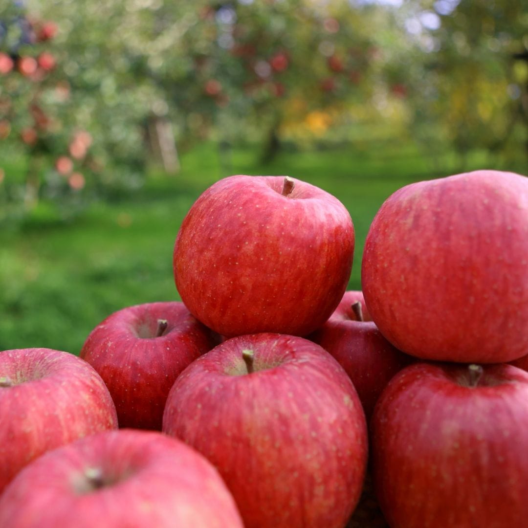 山形県産りんご・サンふじ 3kg サンふじ(3kg)