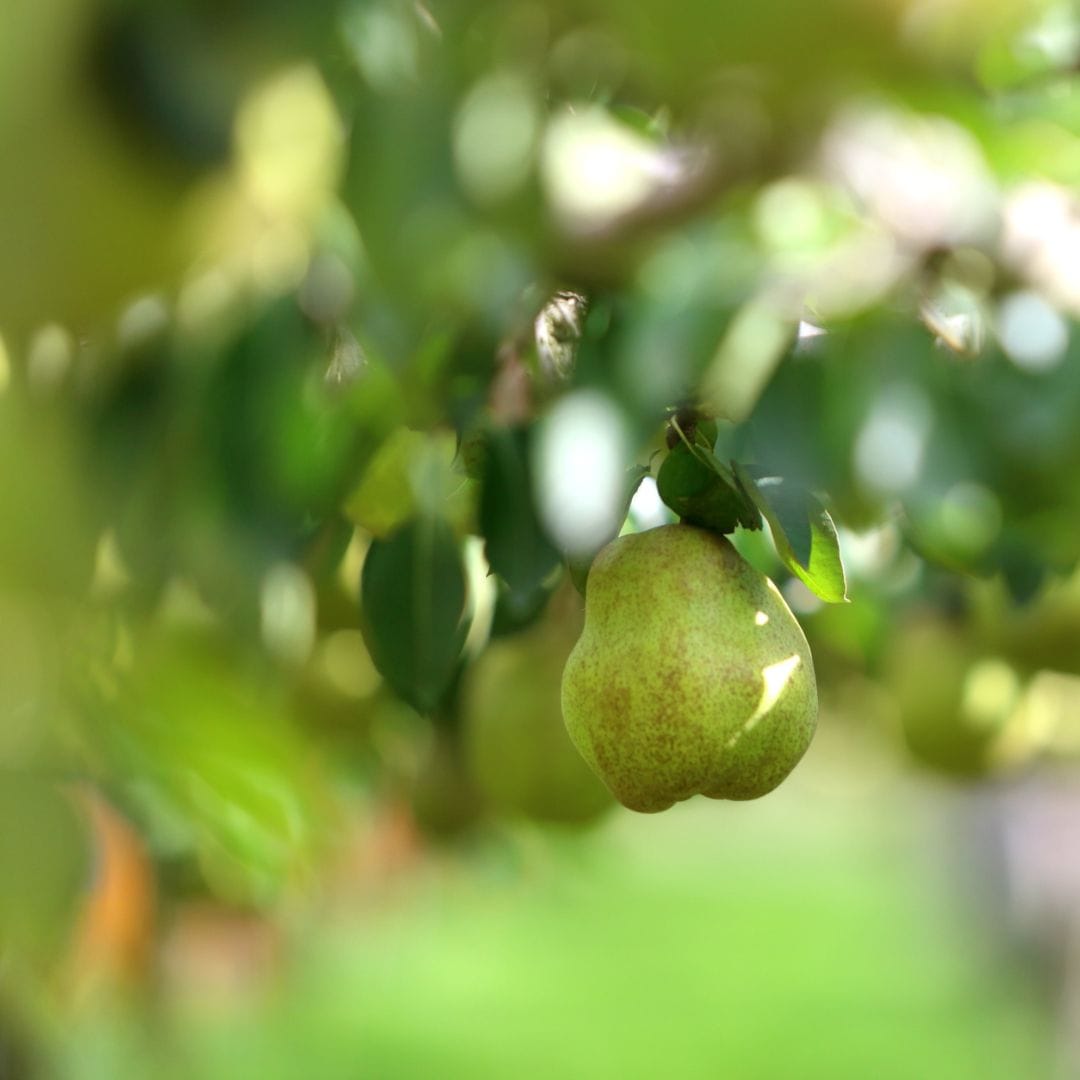 山形県産大玉ラ・フランス(7～9玉) 3kg(7～9玉)