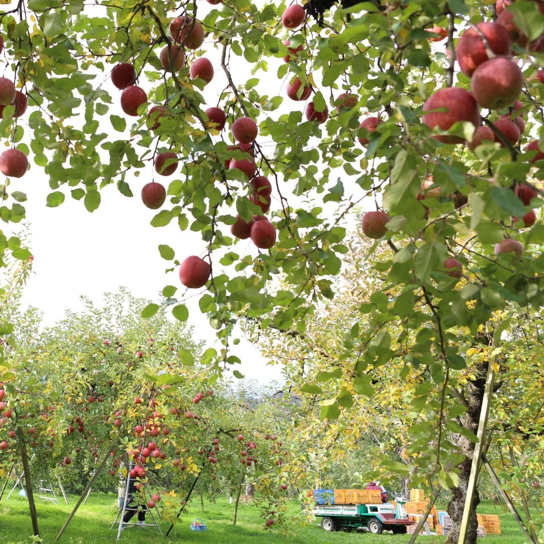 山形県産りんご・サンふじ 3kg サンふじ(3kg)
