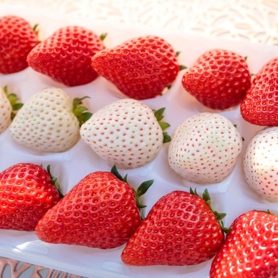 贈答用 紅白いちご12粒～15粒 紅白いちご
