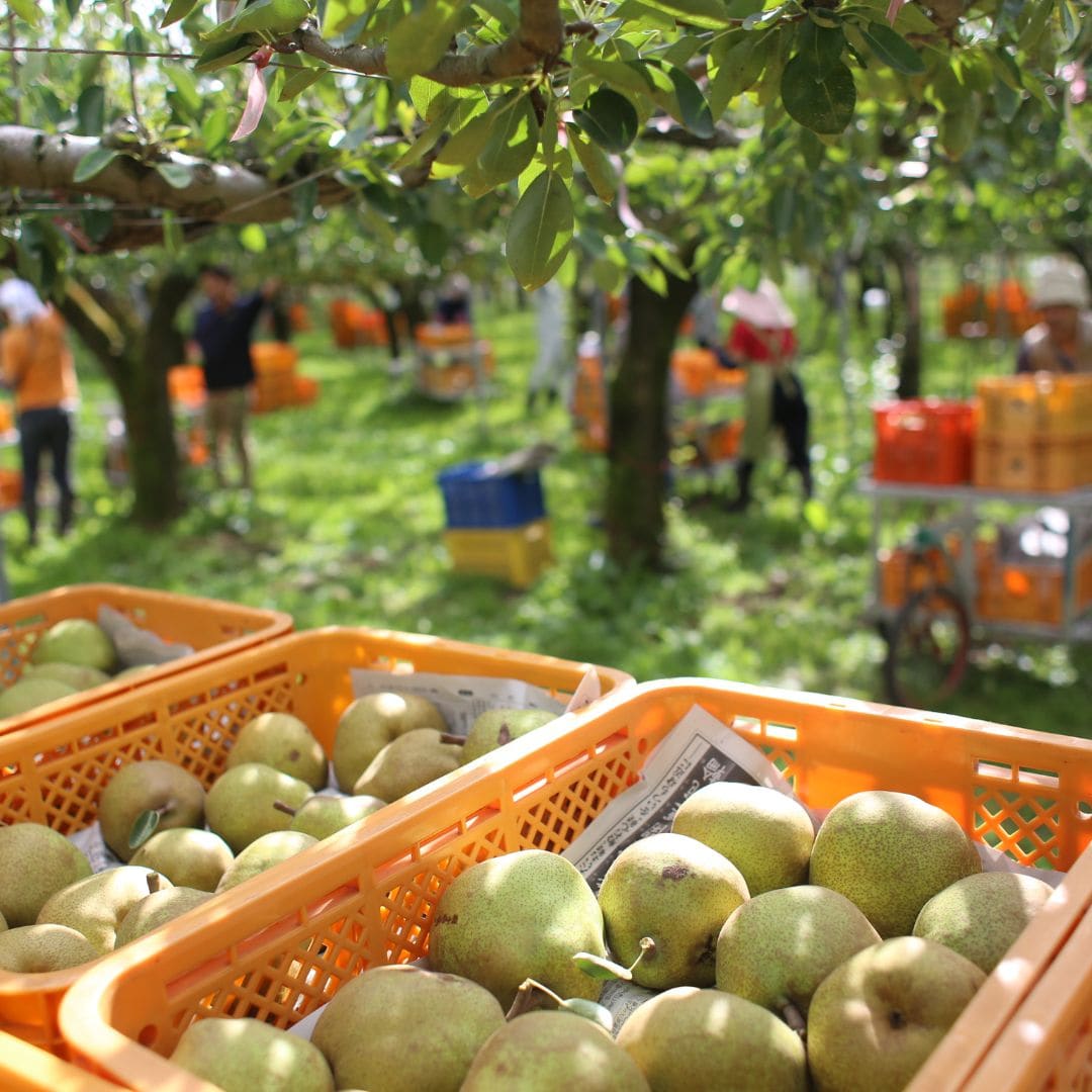 山形県産大玉ラ・フランス(7～9玉) 3kg(7～9玉)