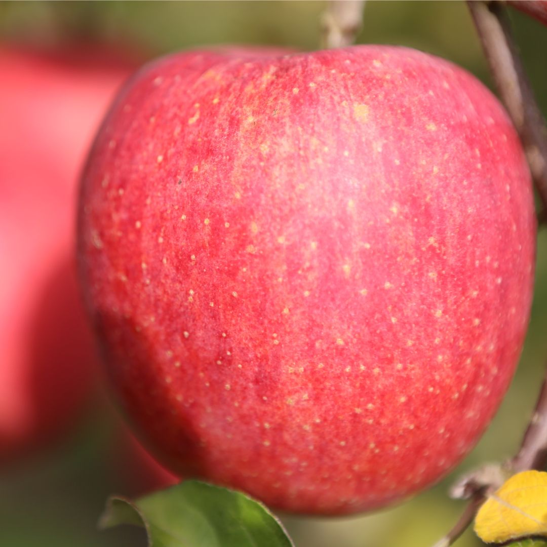 山形県産りんご・サンふじ 5kg サンふじ(5kg)