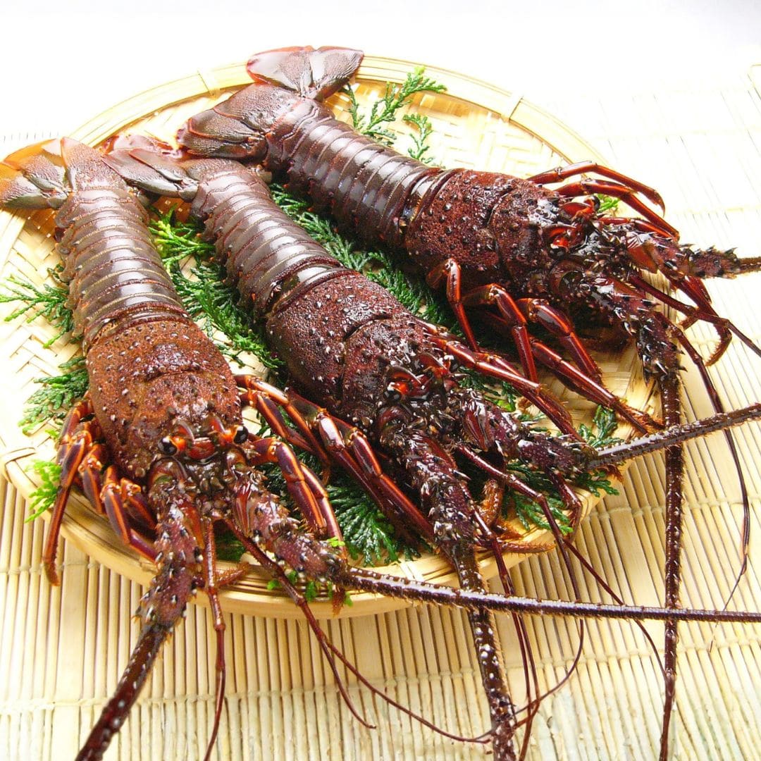 活け〆冷凍伊勢海老 2尾(500g) 2尾500g