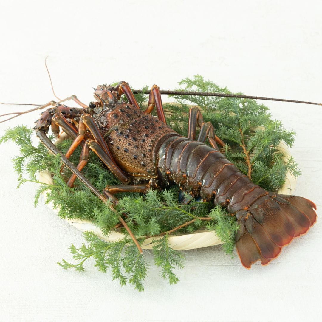 活け〆冷凍伊勢海老 1尾(600g) 1尾600g