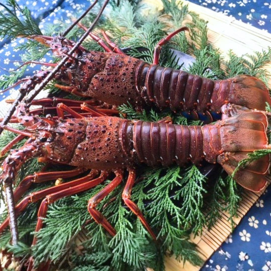 活け〆冷凍伊勢海老 2尾(500g) 2尾500g