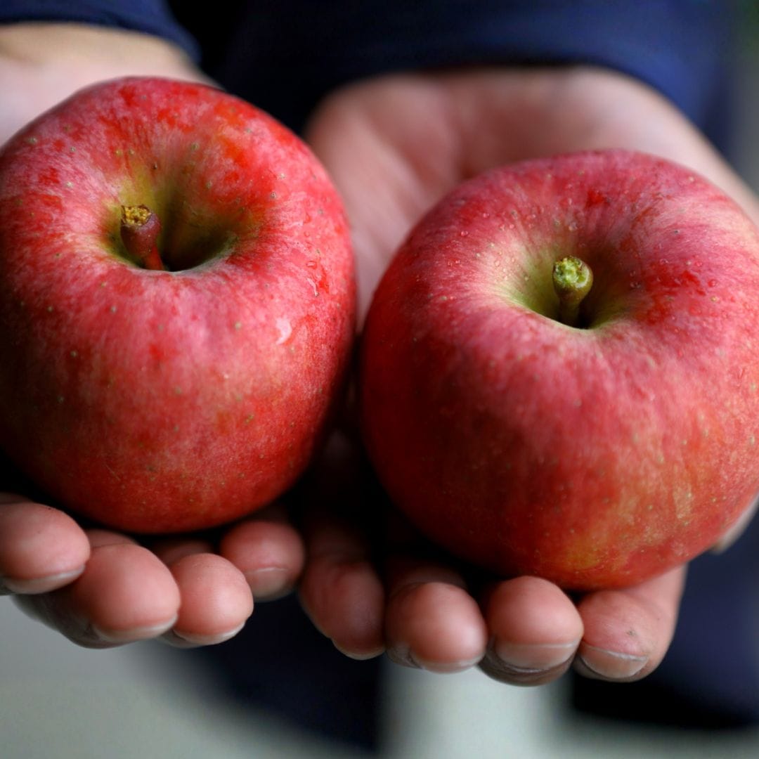 山形県産りんご・こうとく