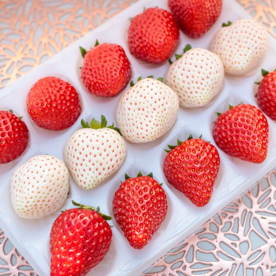 贈答用 紅白いちご12粒~15粒
