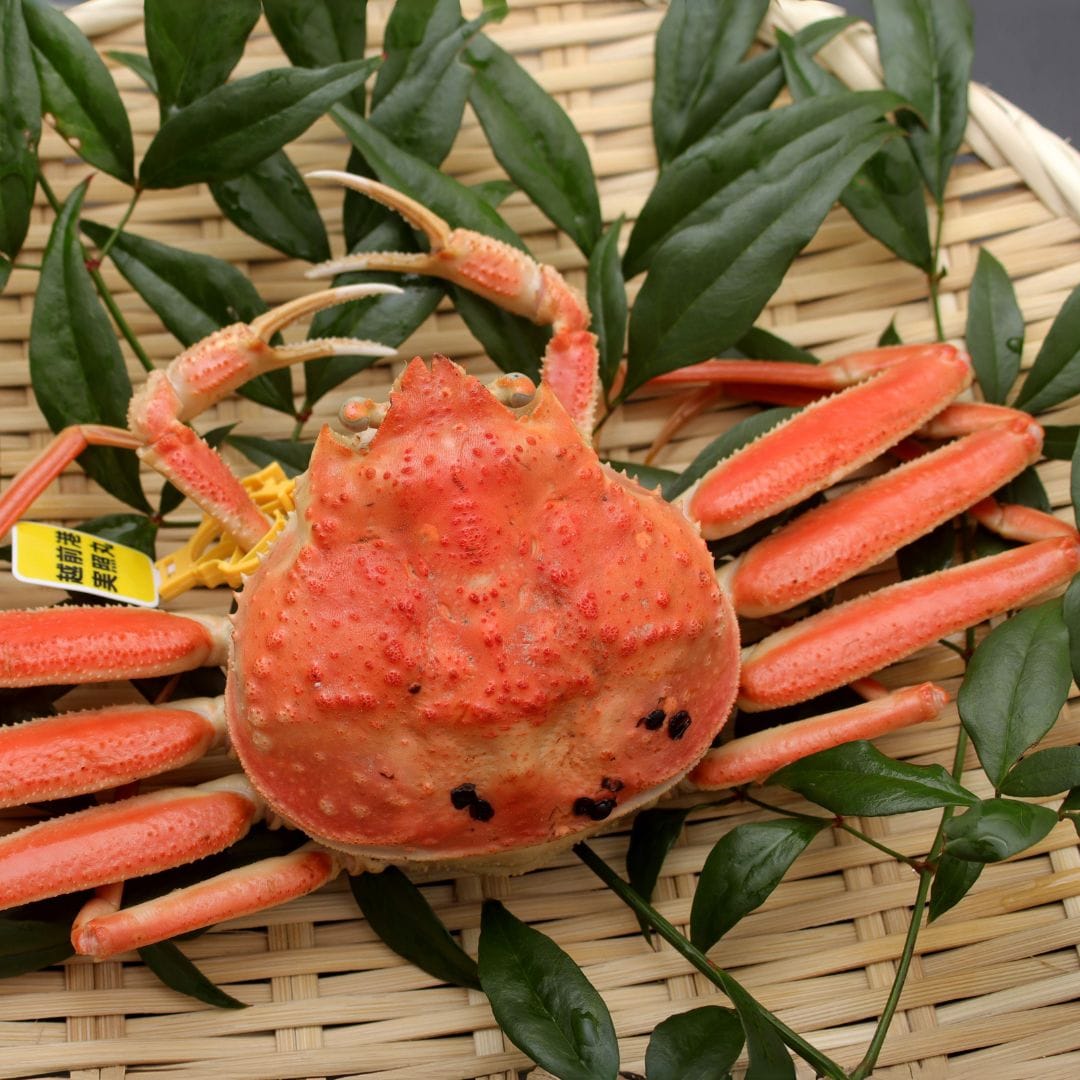 冷蔵 越前がに(メス)せいこがに 180g 3杯